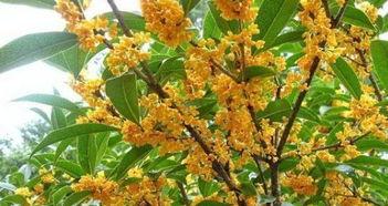 铜仁优质绿叶网红,网红打卡地，探寻贵州生态之美