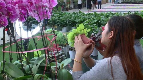 怎么用花草打造网红,打造你的网红花园风格指南