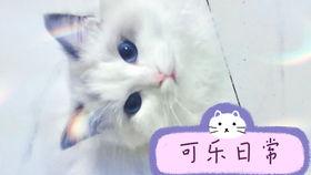 小馋猫明星,美食界的璀璨新星